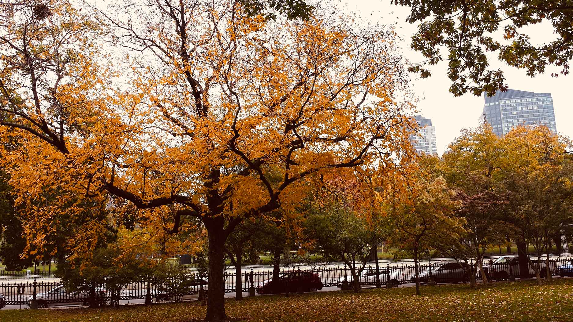 automne à boston
