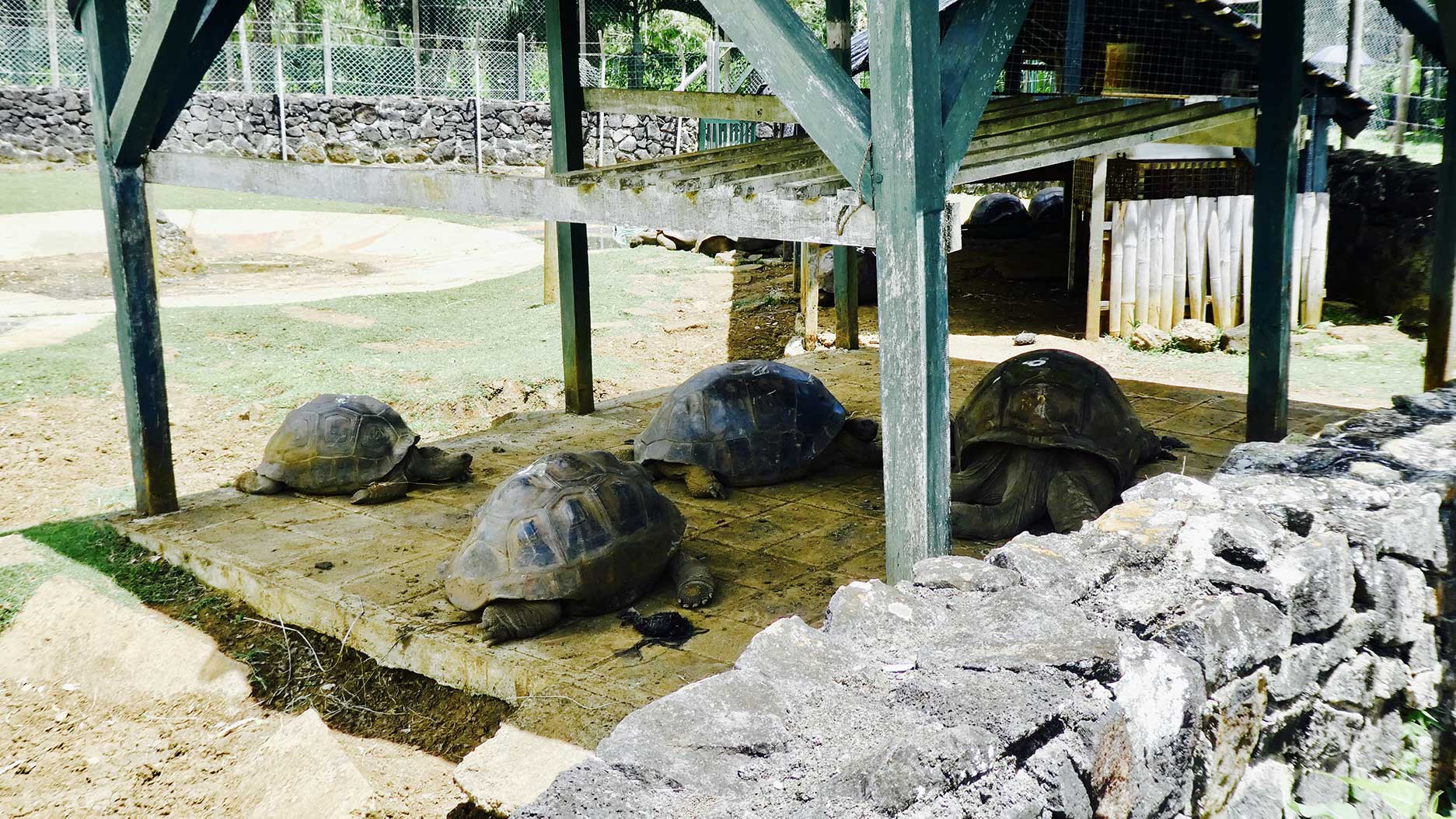 tortues au jardin de pamplemousses