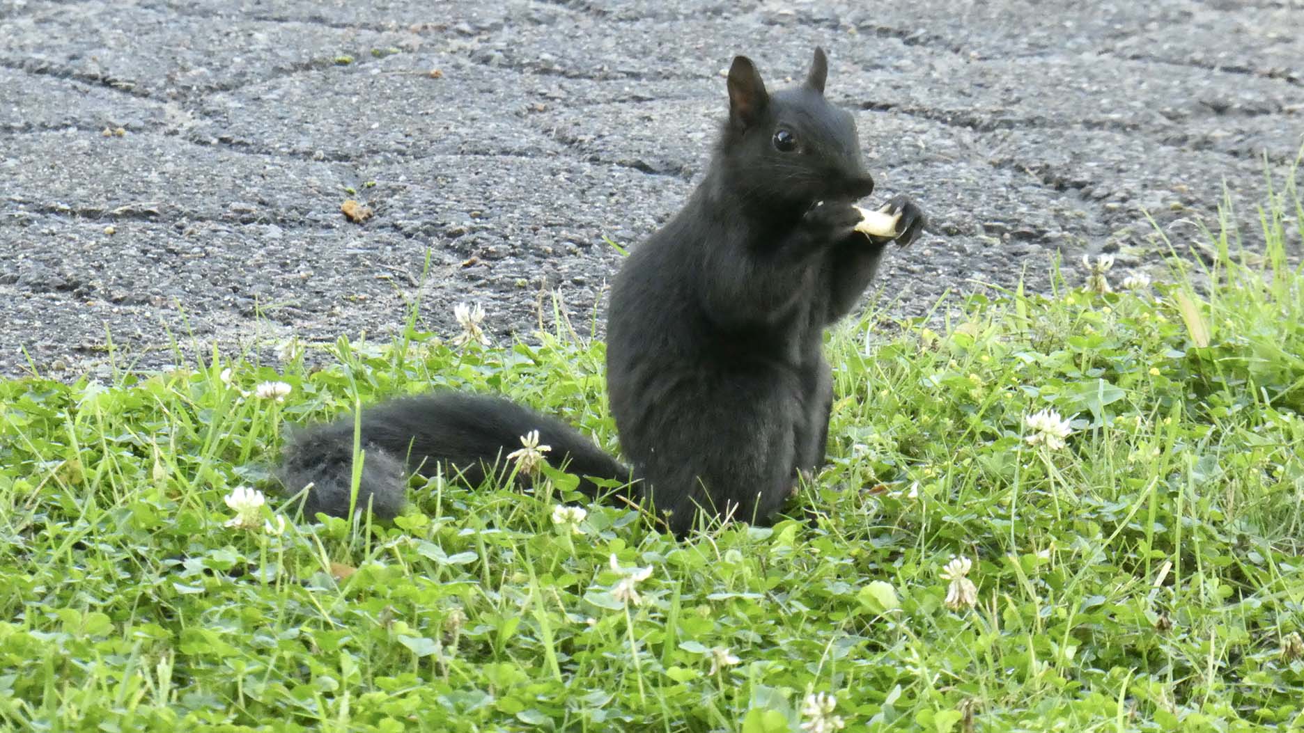 écureuil noir au Canada