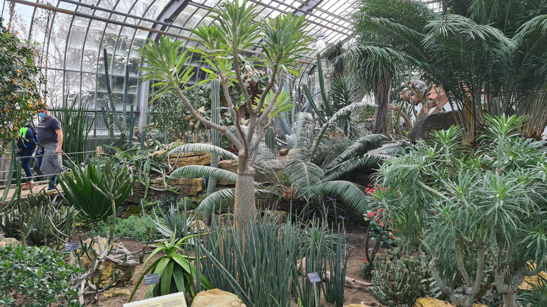 serres du jardin botanique à montréal